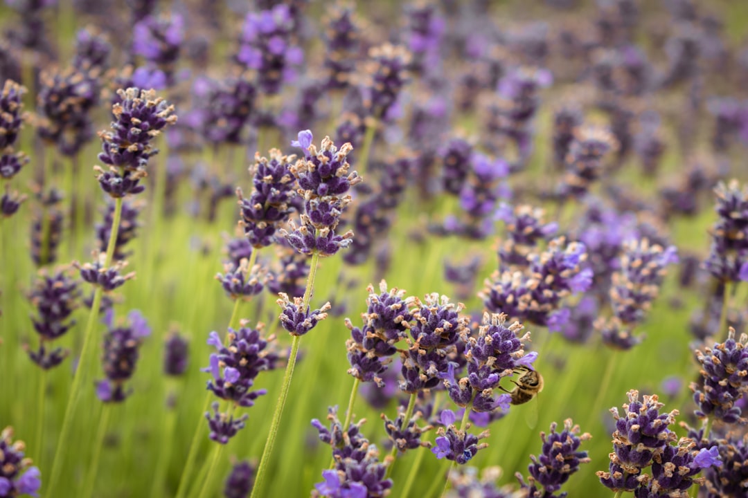 a field of lavender flowers with a bee in the middle,