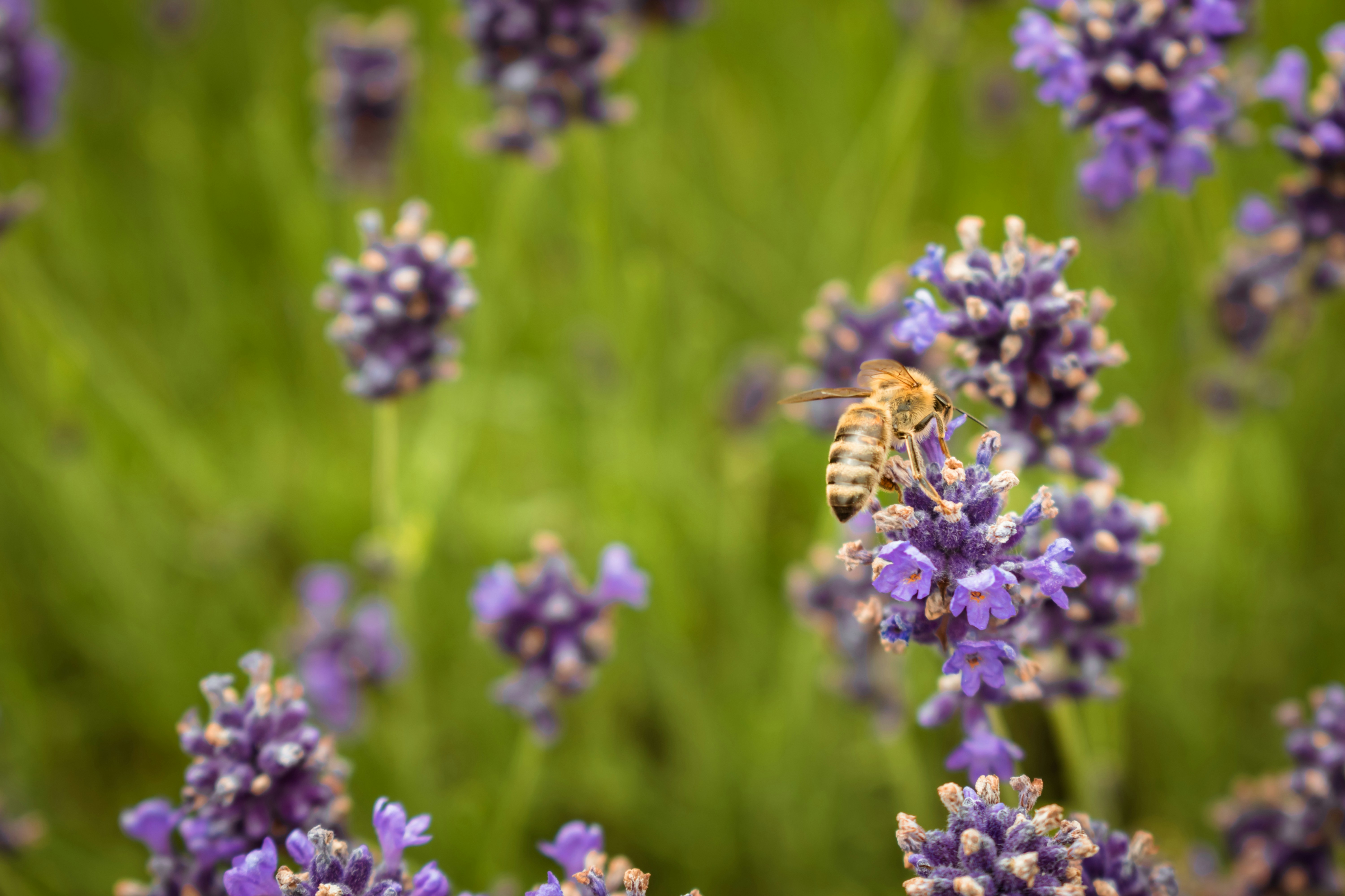 a bee sitting on top of a purple flower