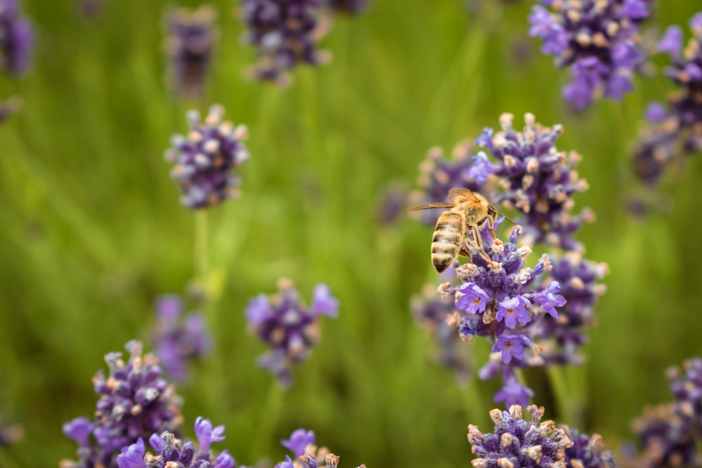 a bee sitting on top of a purple flower