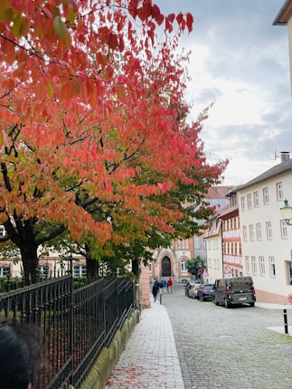 A cobblestone street lined with historic buildings and a wrought iron fence runs alongside a large tree with vibrant red and orange autumn leaves. Several people are walking along the street, and a few cars are parked on the side. The architecture is characteristic of an old European town, with detailed facades and arched doorways. The sky is overcast, suggesting a cool autumn day.