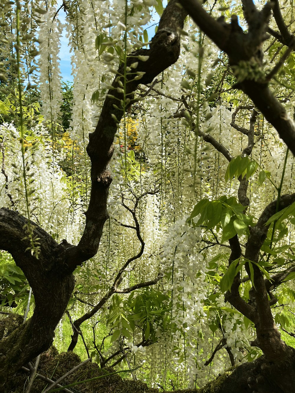 a lush green forest filled with lots of white flowers