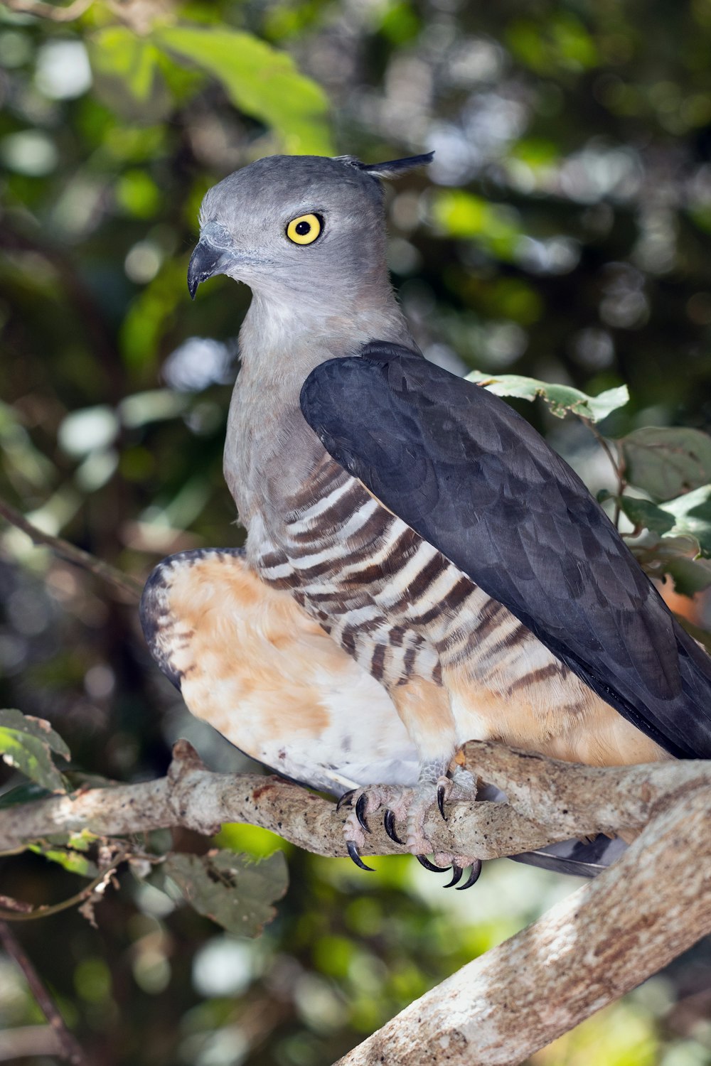 a bird sitting on a branch in a tree