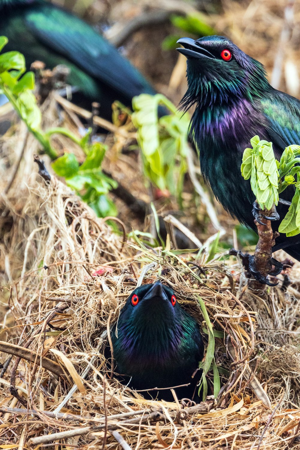 a couple of black birds sitting on top of a pile of hay