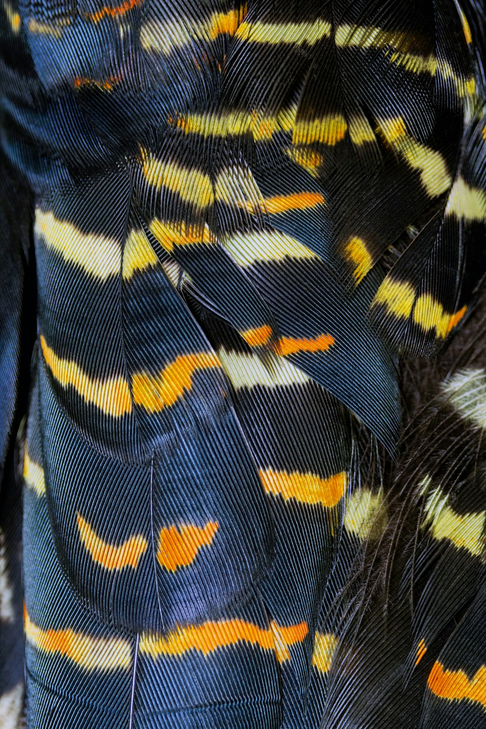 Un primo piano delle piume di un uccello colorato