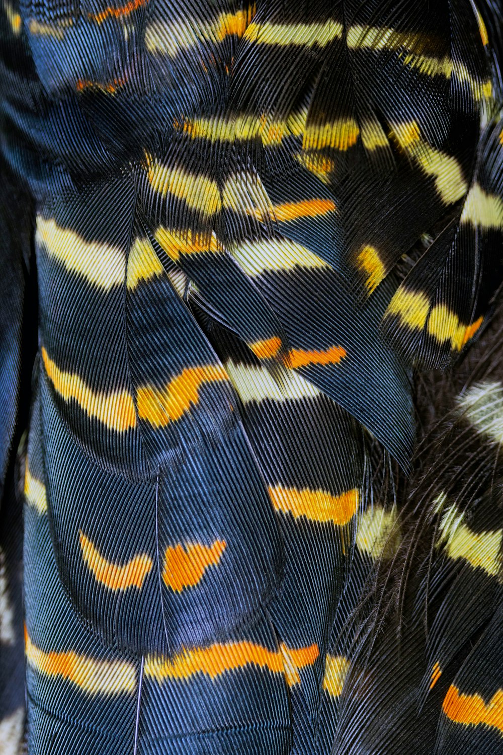 a close up of a colorful bird's feathers