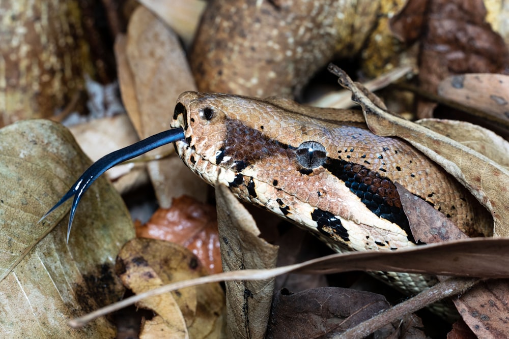 a close up of a snake on the ground