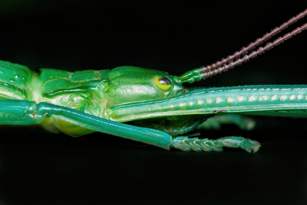 a close up of a grasshopper on a black surface