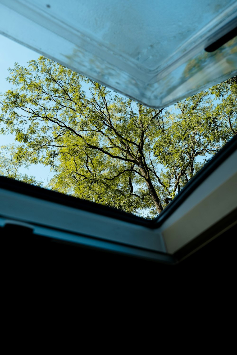 a view of a tree from inside a window