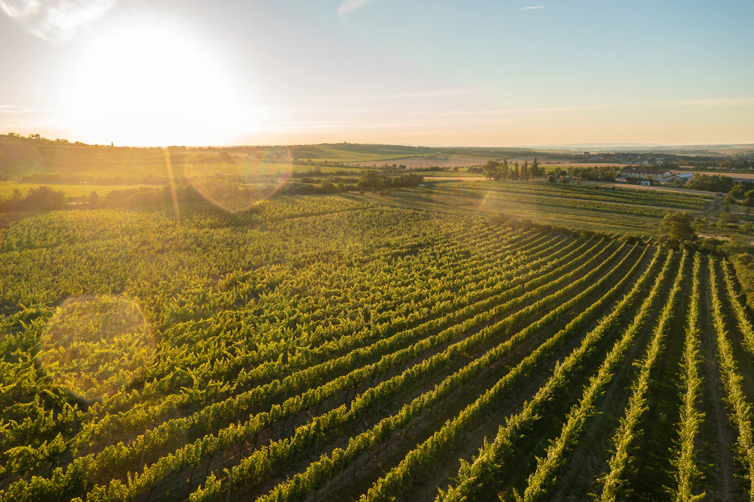 Vineyard rows in afternoon light