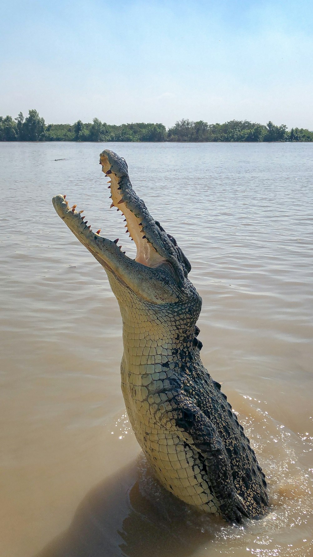 a large alligator is in the water with its mouth open