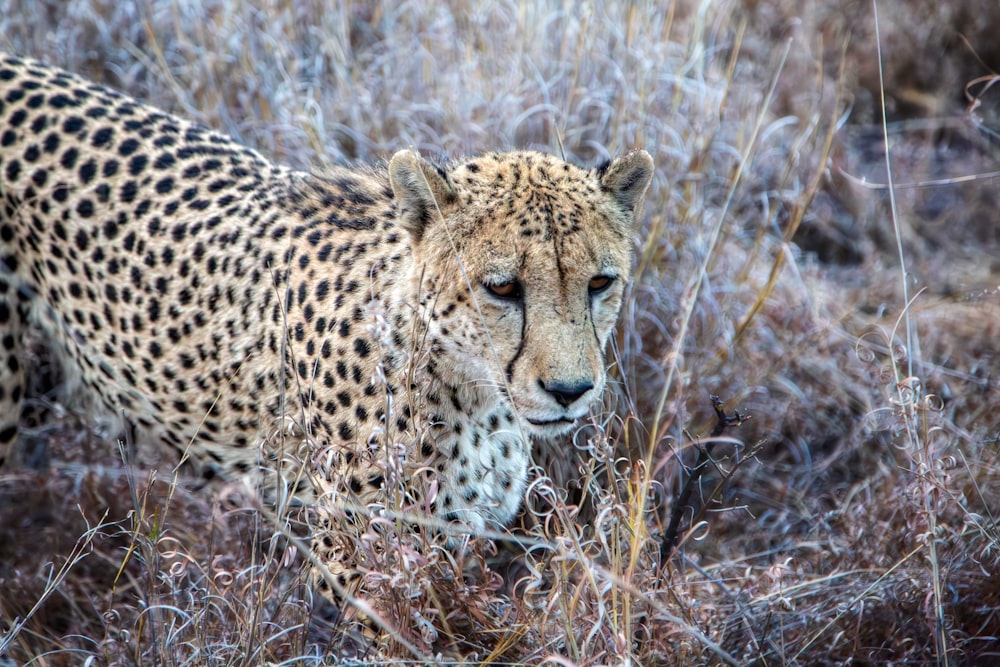 a cheetah is walking through the tall grass