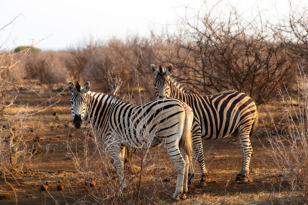 two zebras are standing in a field of dry grass