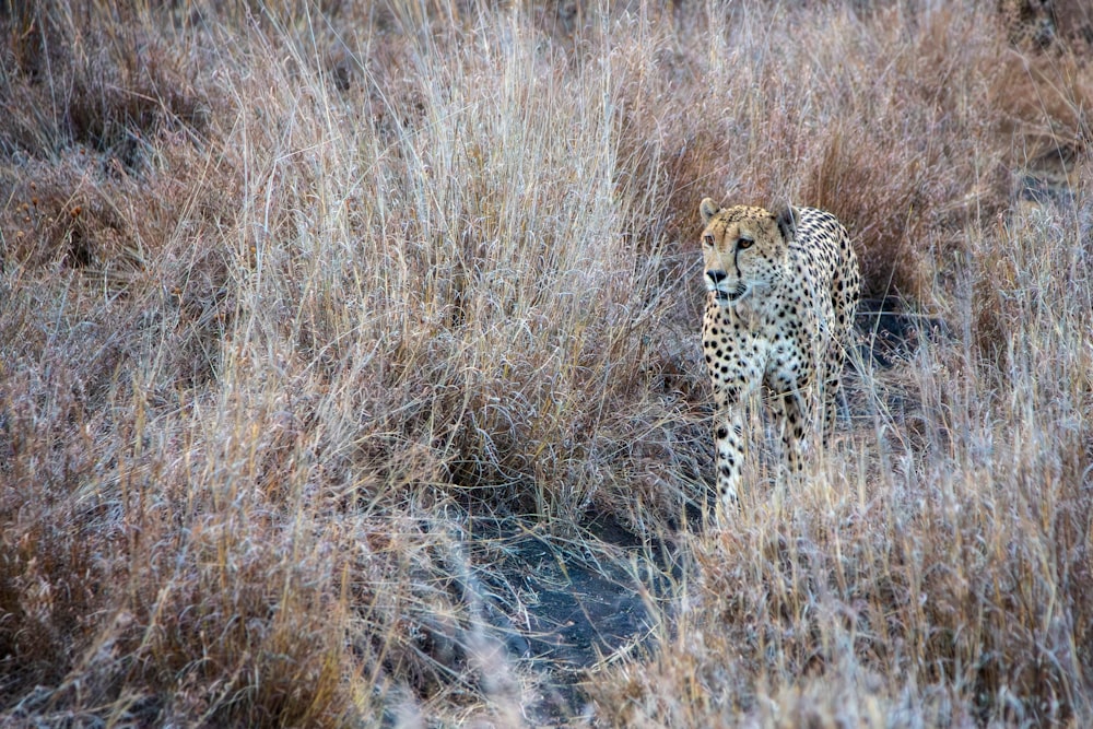 a cheetah walking through a field of tall dry grass