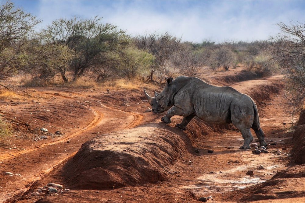 a rhino running across a dirt road in the wild