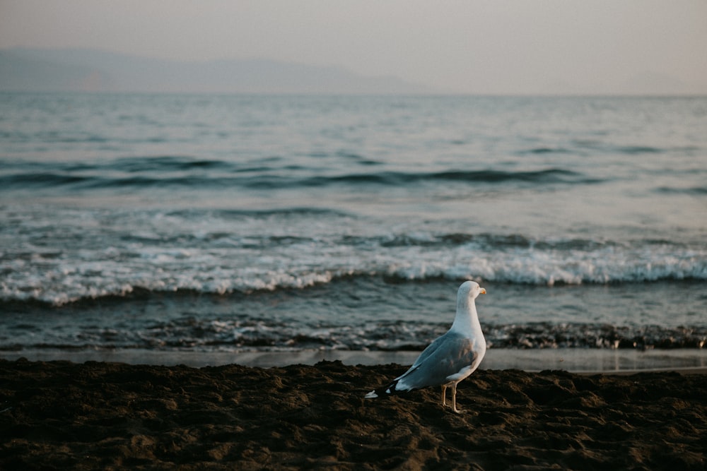 a seagull standing on a beach near the ocean