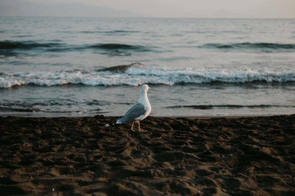 a seagull standing on a beach near the ocean