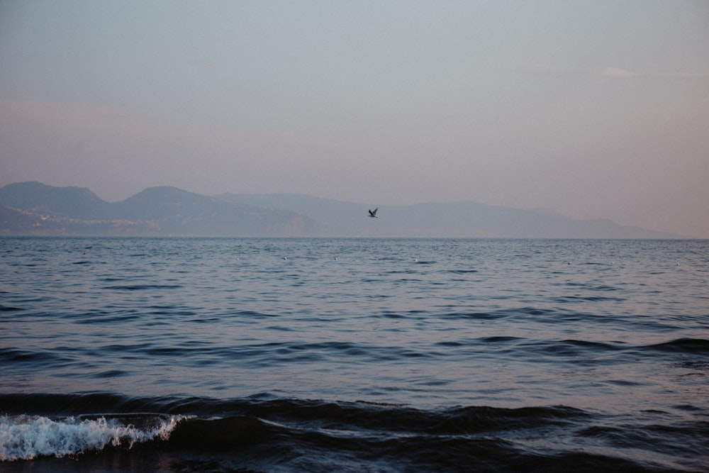 a bird flying over a body of water