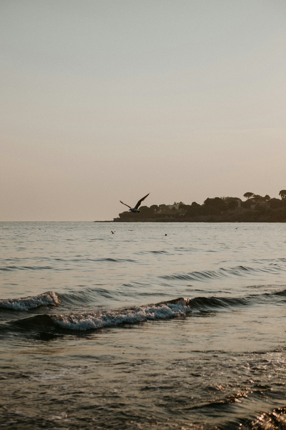 a bird flying over a body of water