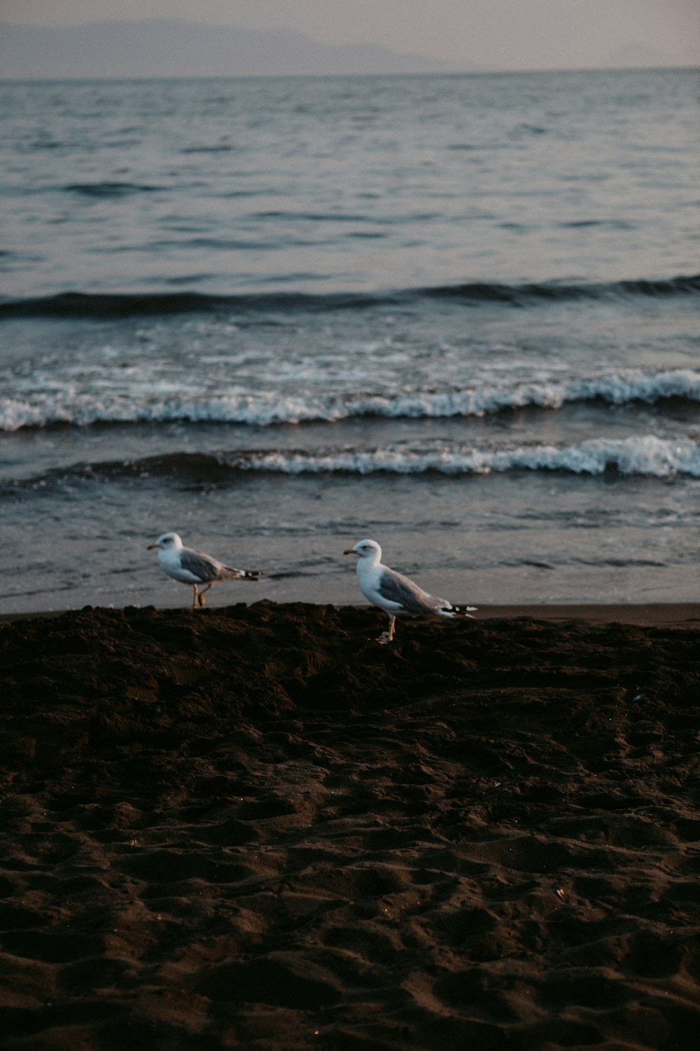 two seagulls standing on the sand of a beach
