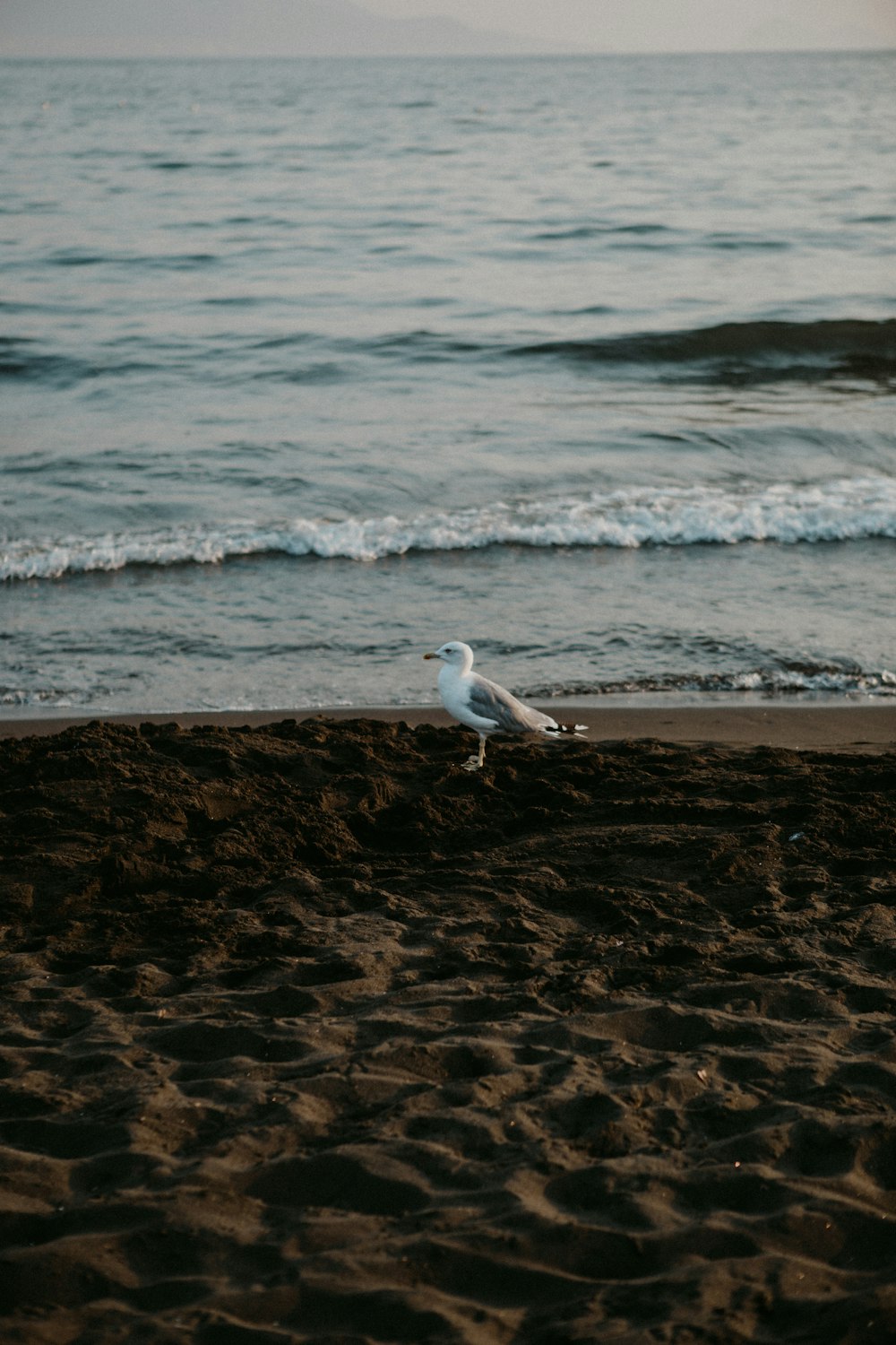 a seagull standing on a sandy beach next to the ocean