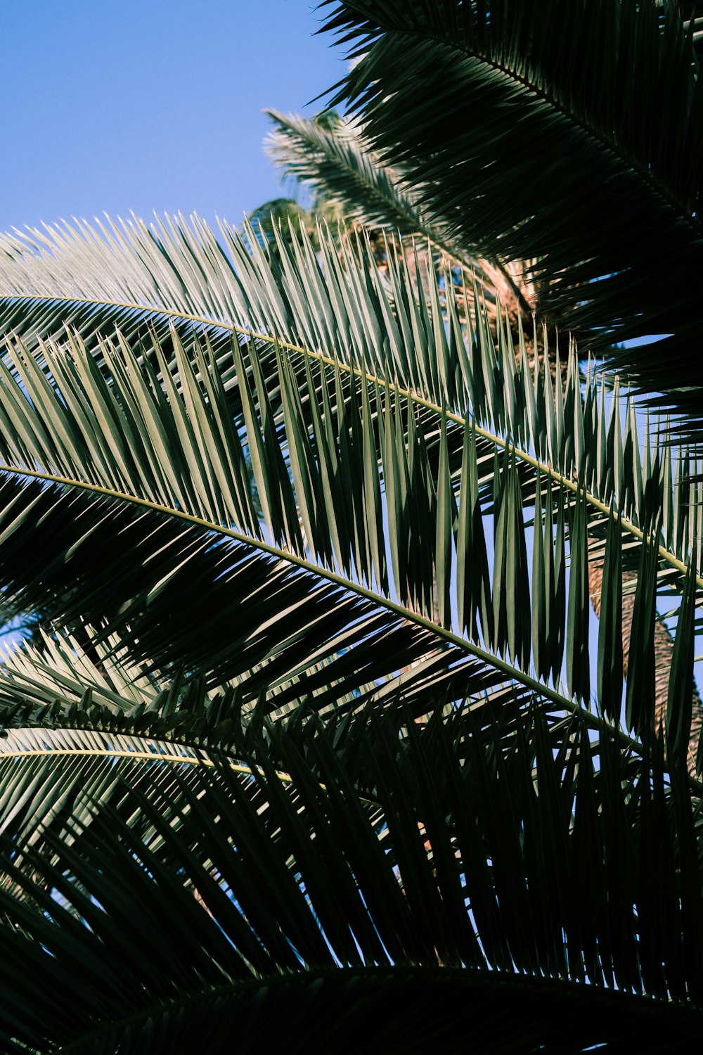 a close up of a palm tree with a blue sky in the background