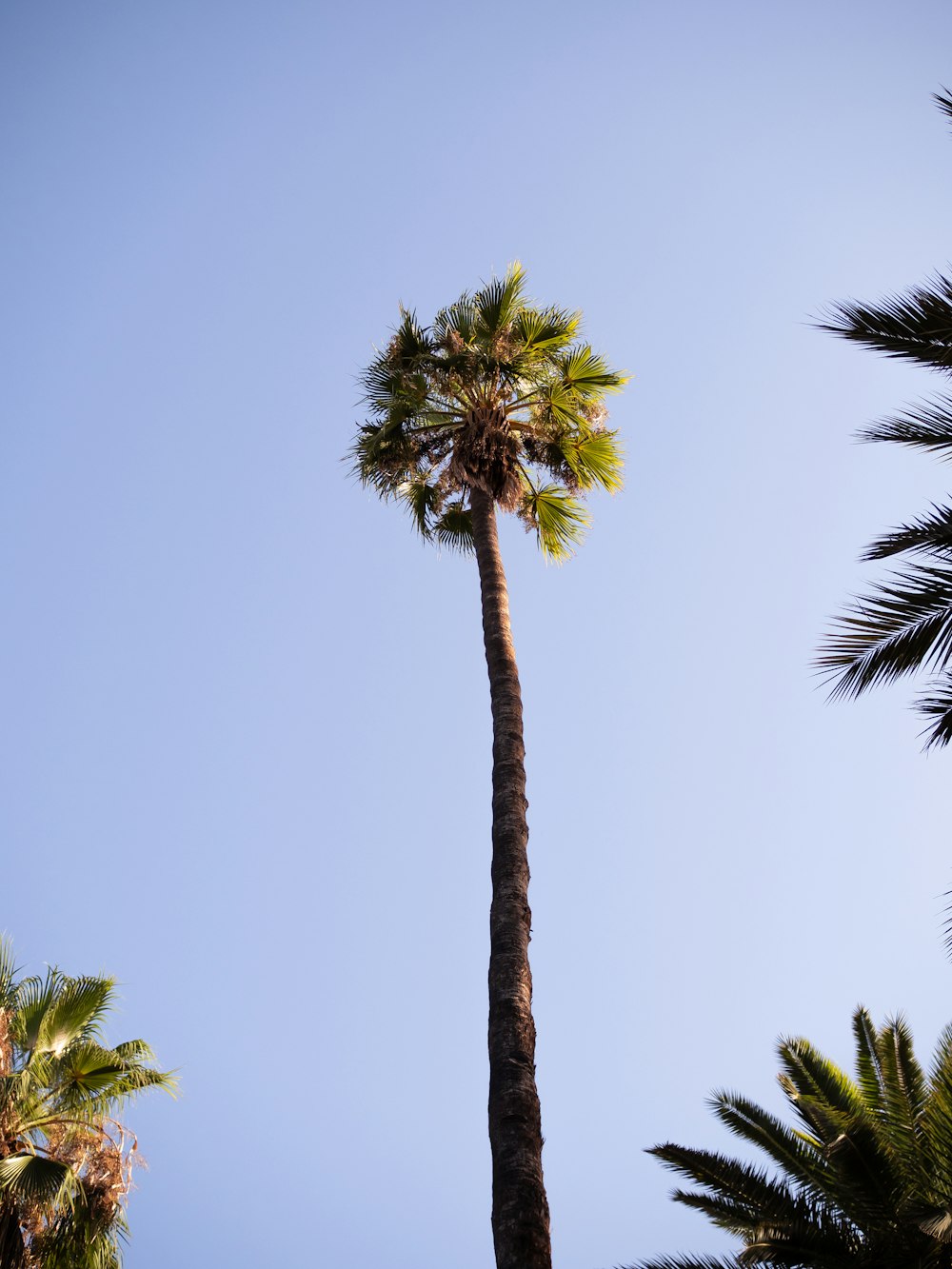 a tall palm tree with a blue sky in the background