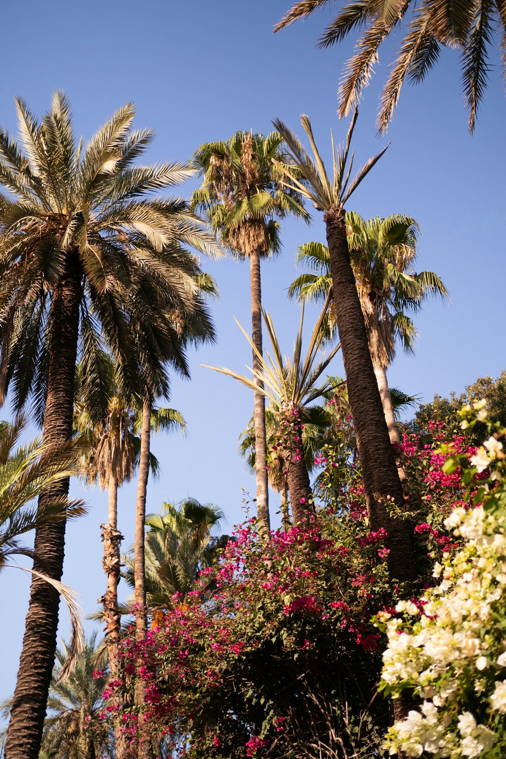a bunch of palm trees and flowers on a sunny day