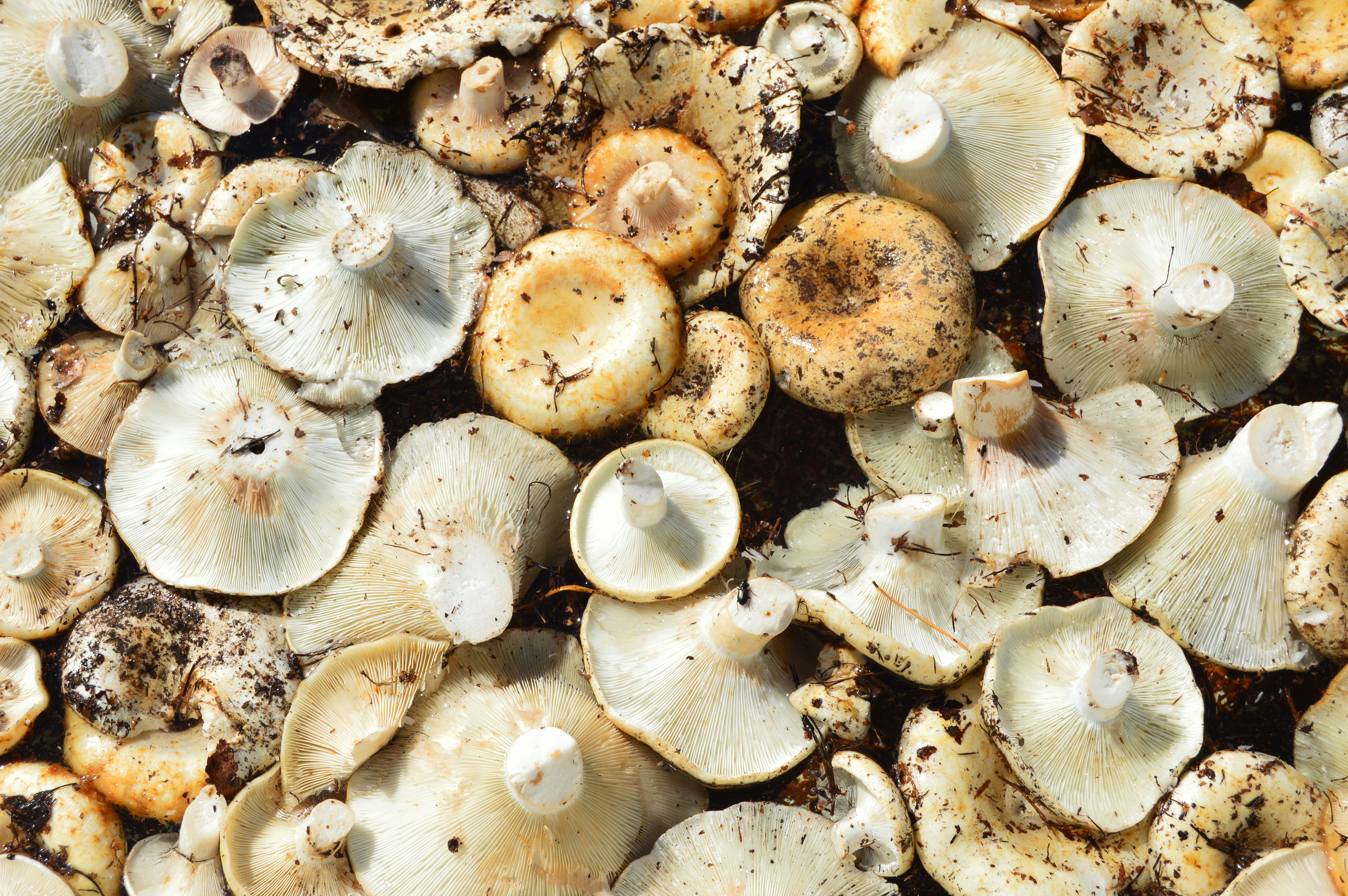 Photo by frosted_vulpes_ferrilata