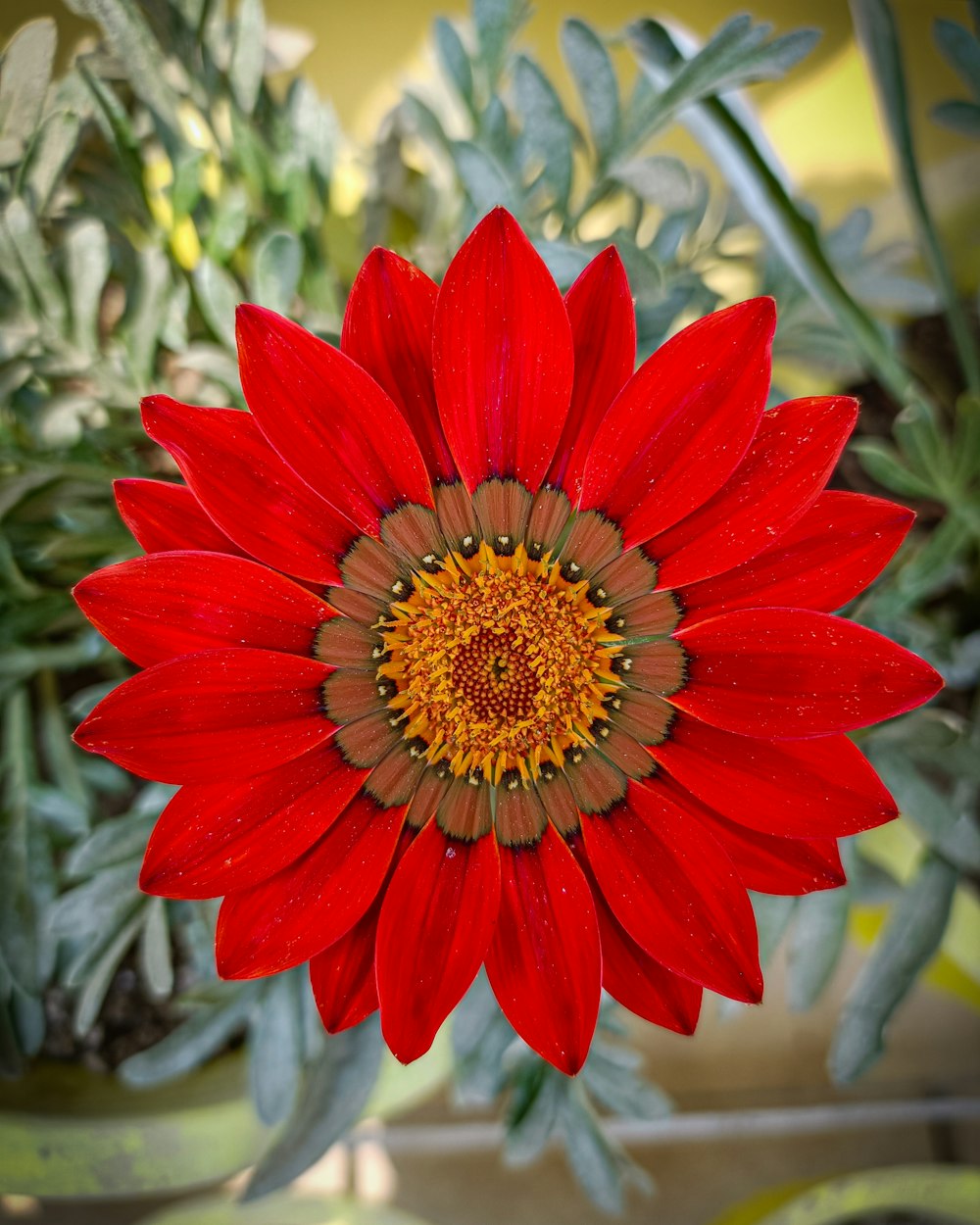 a red flower with a yellow center surrounded by green leaves