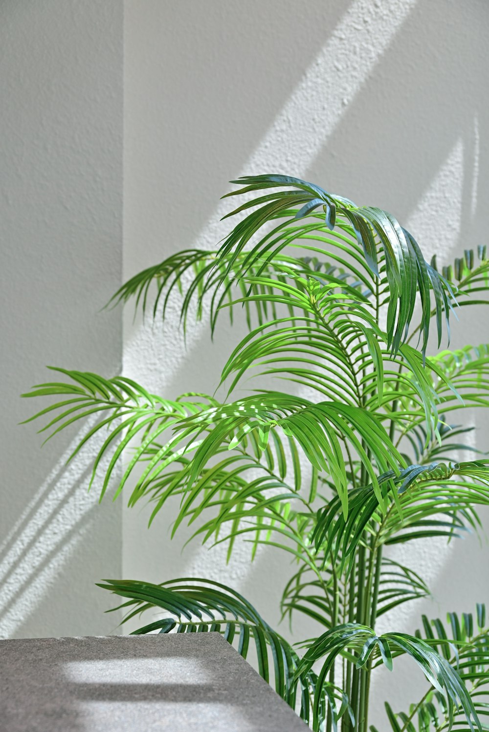 a potted plant sitting next to a white wall