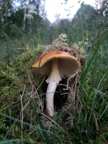 A mushroom with a white stalk and a reddish-brown cap surrounded by vibrant green grass and moss. The mushroom appears to be growing in a lush forest setting with soft natural light filtering through the surrounding foliage.