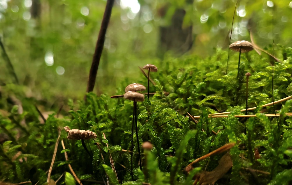 a group of mushrooms growing on a mossy ground
