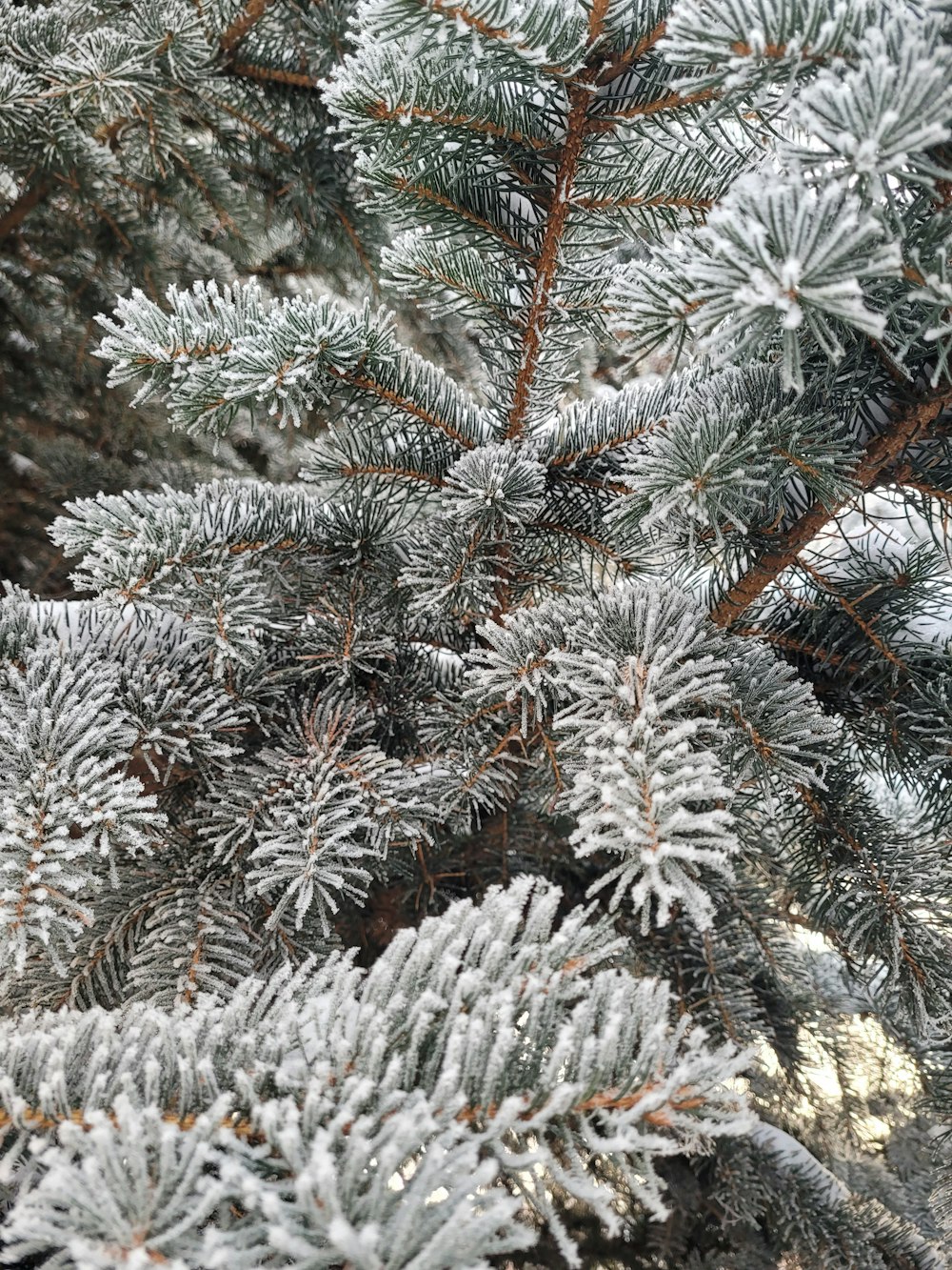 a close up of a pine tree with snow on it