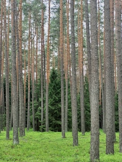 a forest filled with lots of tall trees