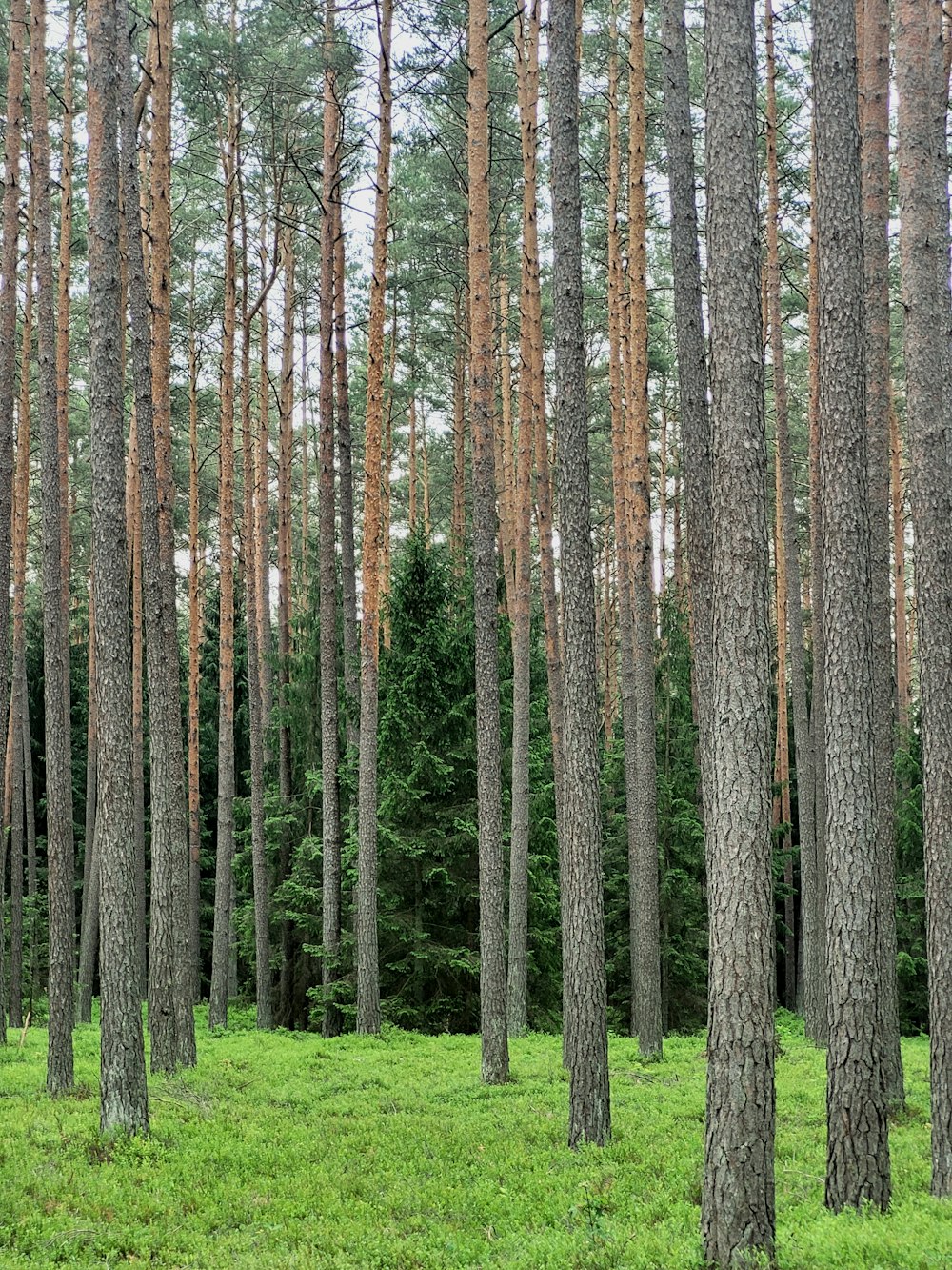 a forest filled with lots of tall trees