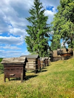 A serene outdoor view of the bee cabins surrounded by native Southern California plants.