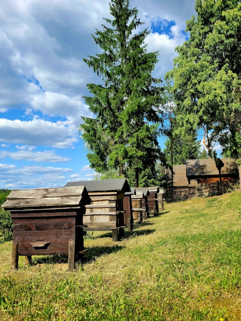 An outdoor scene with a row of wooden beehives positioned on a grassy area. The sky above is mostly clear with some clouds, and there are large green trees in the background, adding to the serene environment.