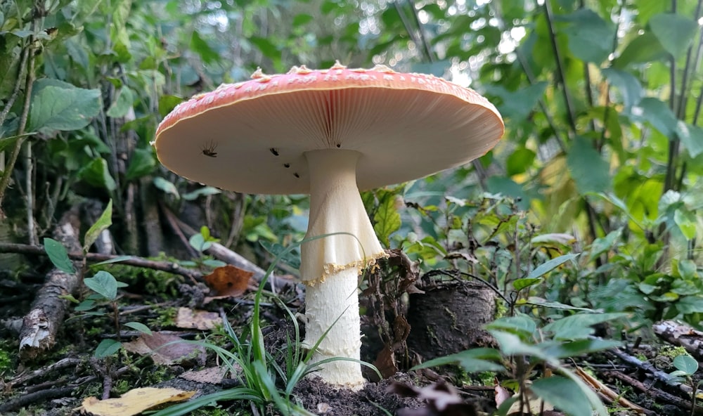 a mushroom in the middle of a forest