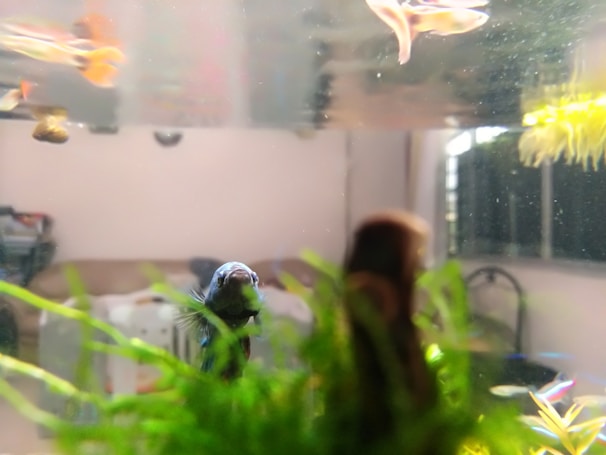 An aquarium scene features several small fish swimming near the top and middle of the tank. In the foreground, there is vibrant green aquatic plant life, and the tank is illuminated with natural light filtering through a nearby window.