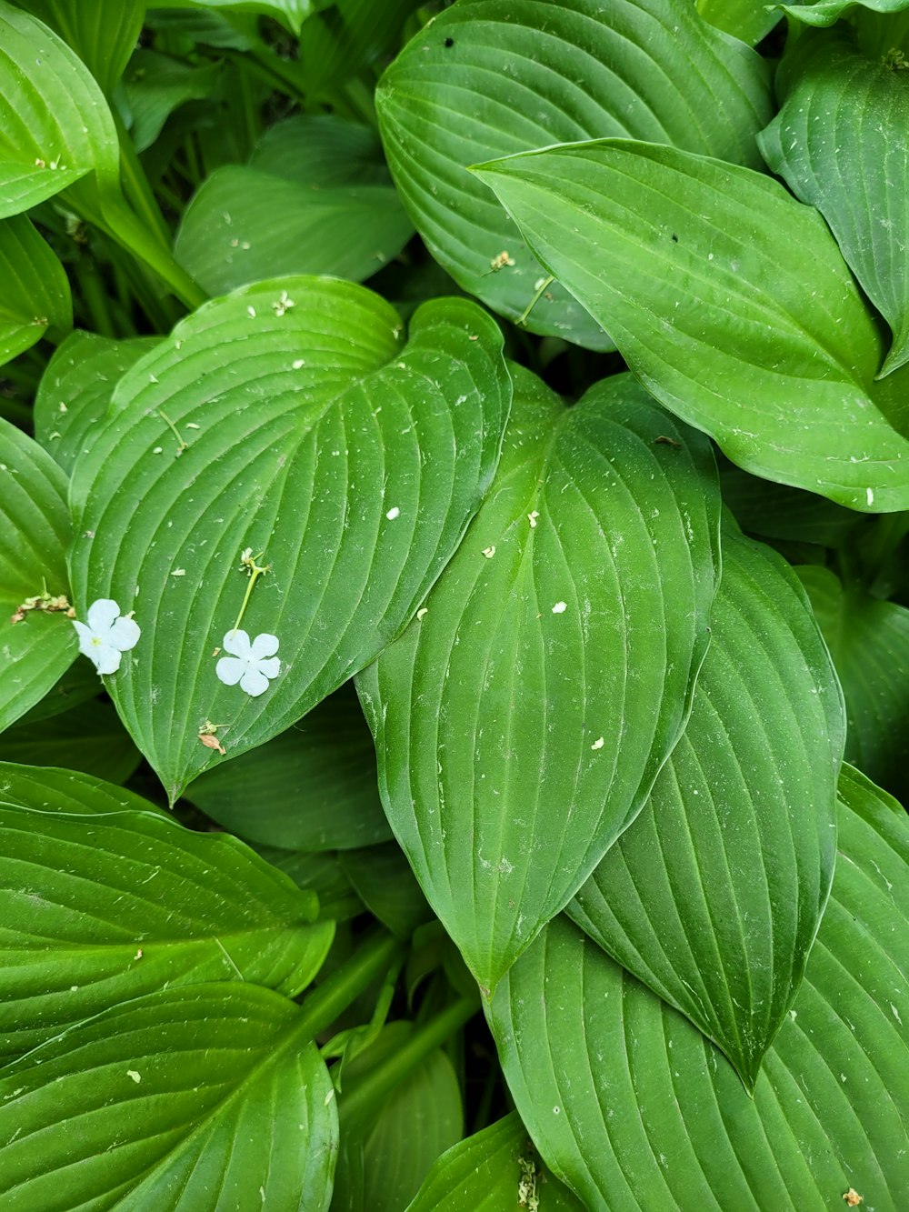 a close up of a green leaf with white flowers