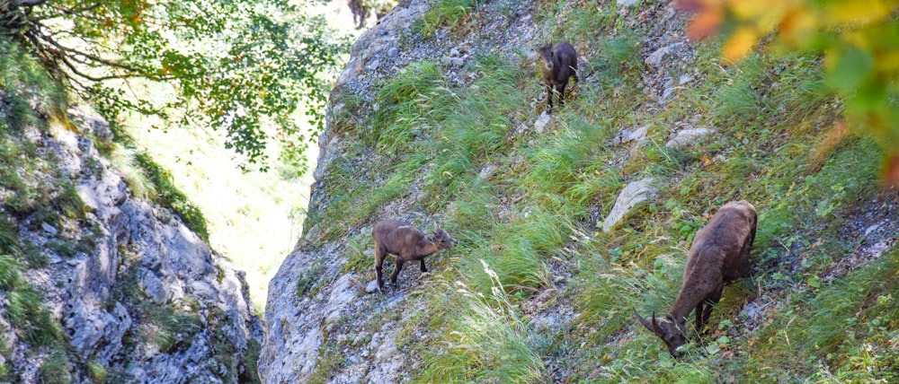 a couple of animals that are standing in the grass