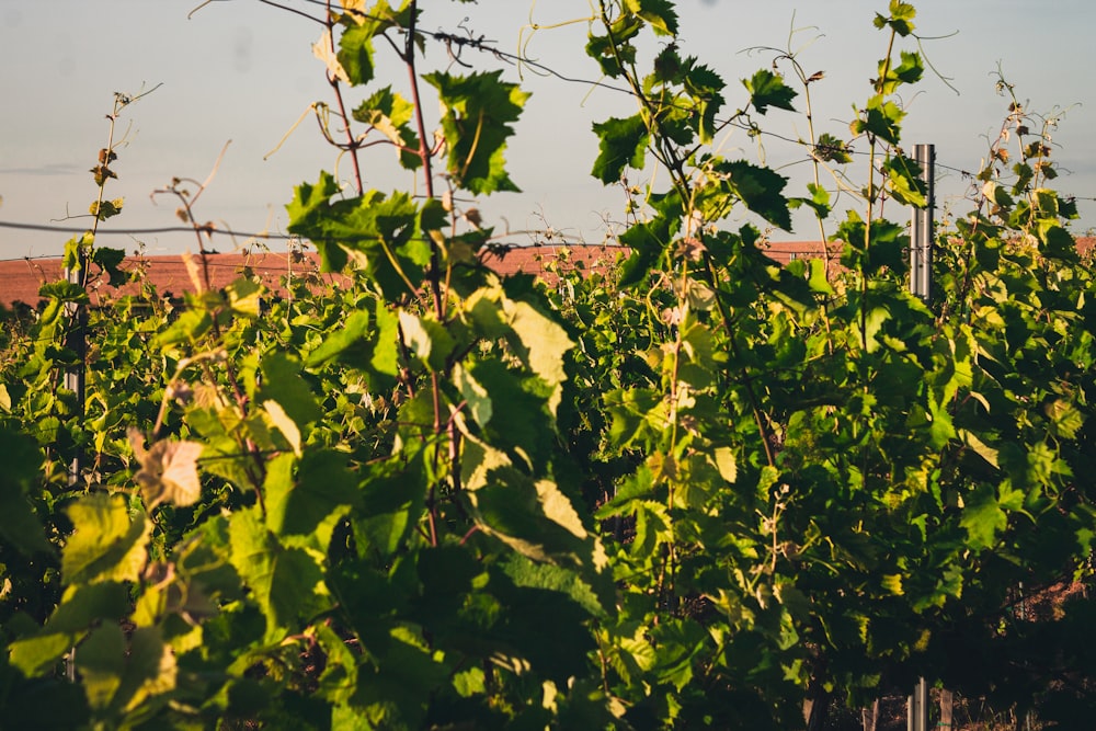 a field of green leaves with a fence in the background