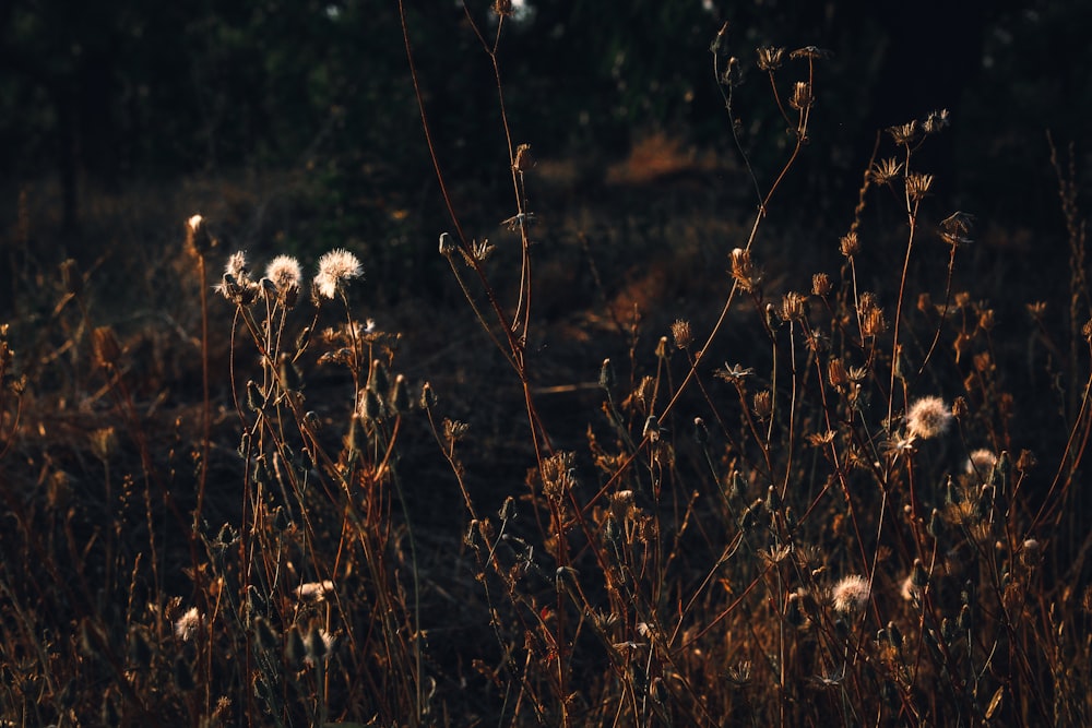 a field with lots of tall grass and weeds