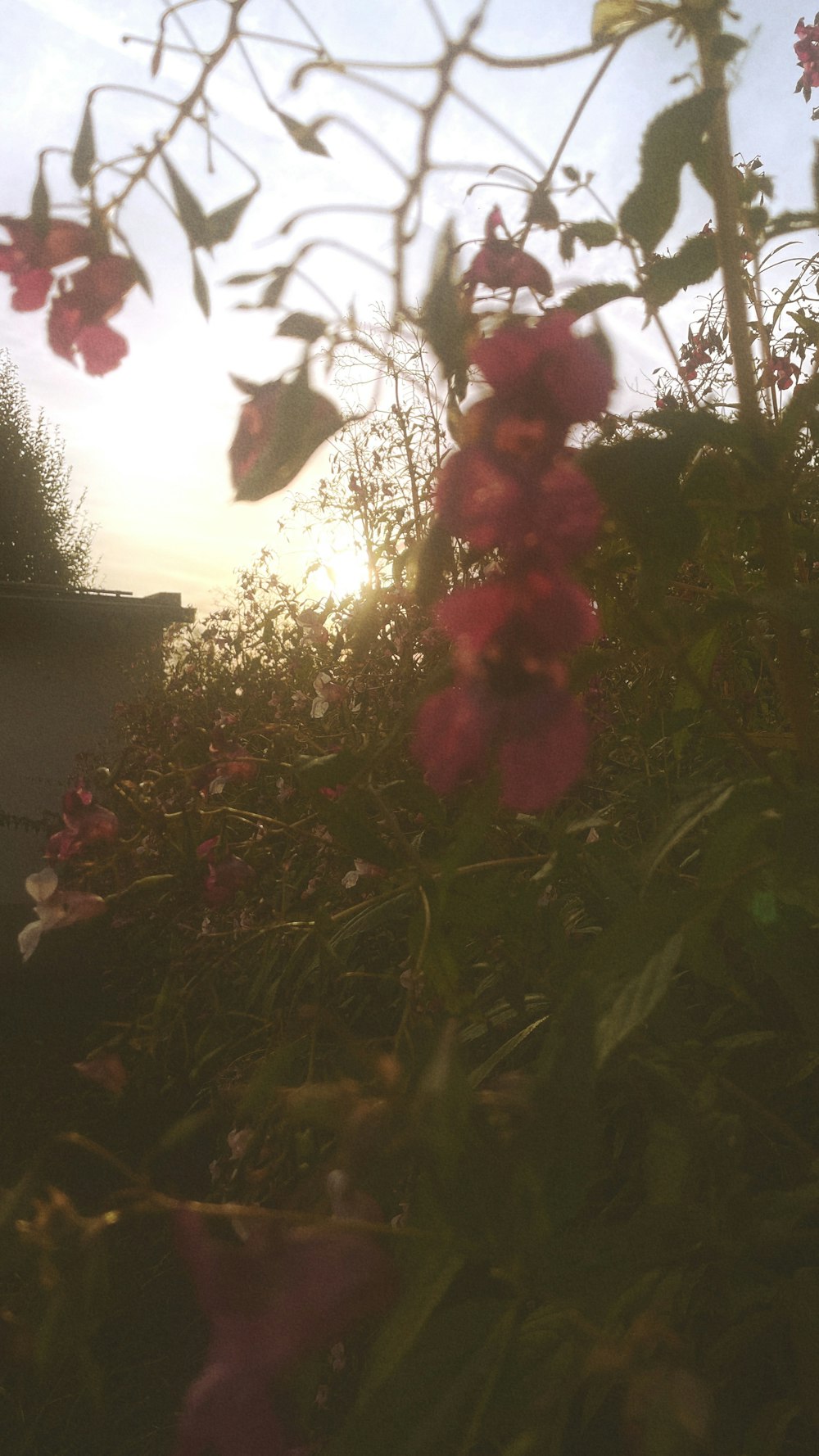 a bunch of flowers that are in the grass