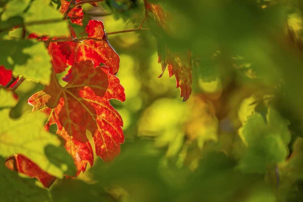 a close up of a leaf on a tree