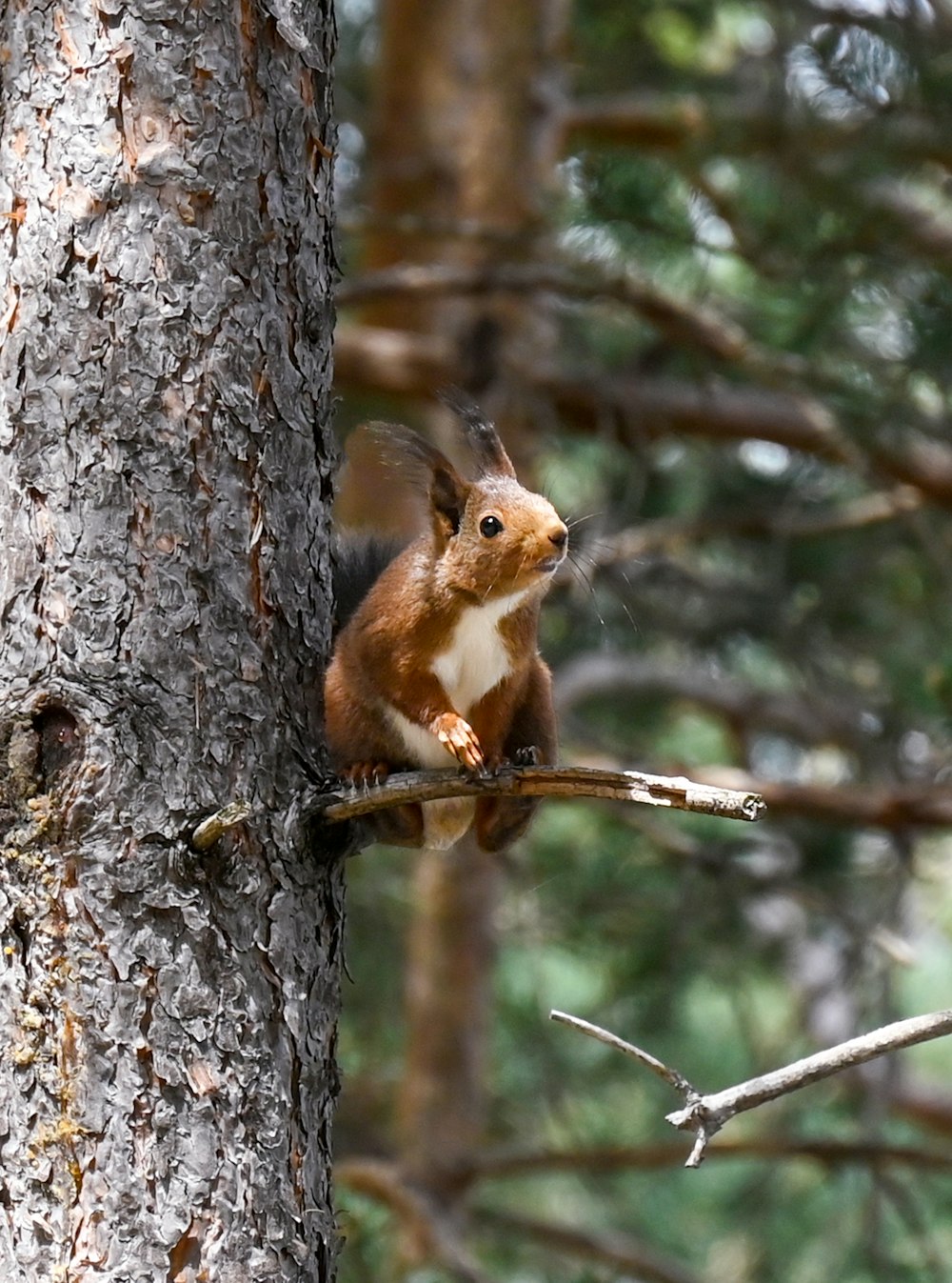 a squirrel is sitting on a tree branch