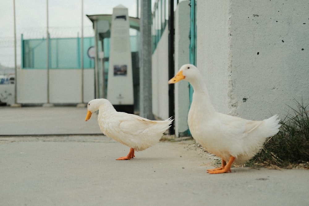 a couple of white ducks standing next to a building