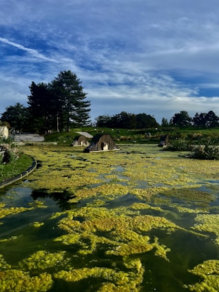 A scenic pond with a growth of algae or moss covering the water's surface. Several dome-shaped structures are situated in the water, appearing to be man-made. The background features a line of tall, green trees under a mostly cloudy sky with patches of blue.