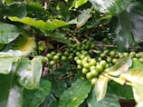 A cluster of green, unripe coffee cherries growing on a branch surrounded by lush, glossy leaves. The leaves display various shades of green, with some showing signs of water droplets.