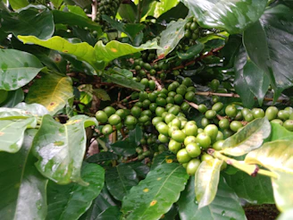 Ethiopian coffee cherries freshly picked, glistening with morning dew on lush green branches